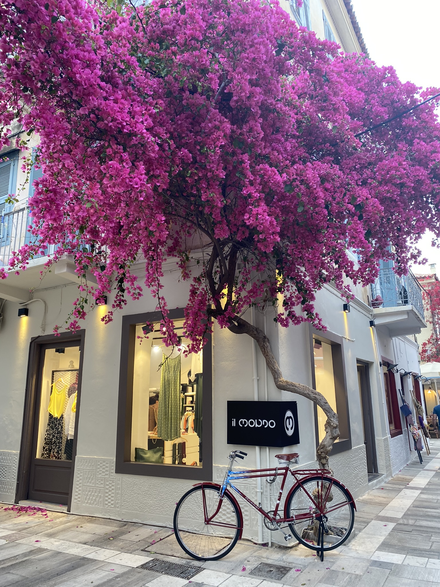 A beautiful blooming purple tree on the corner of a street in Nafplio, Greece with a bicycle below